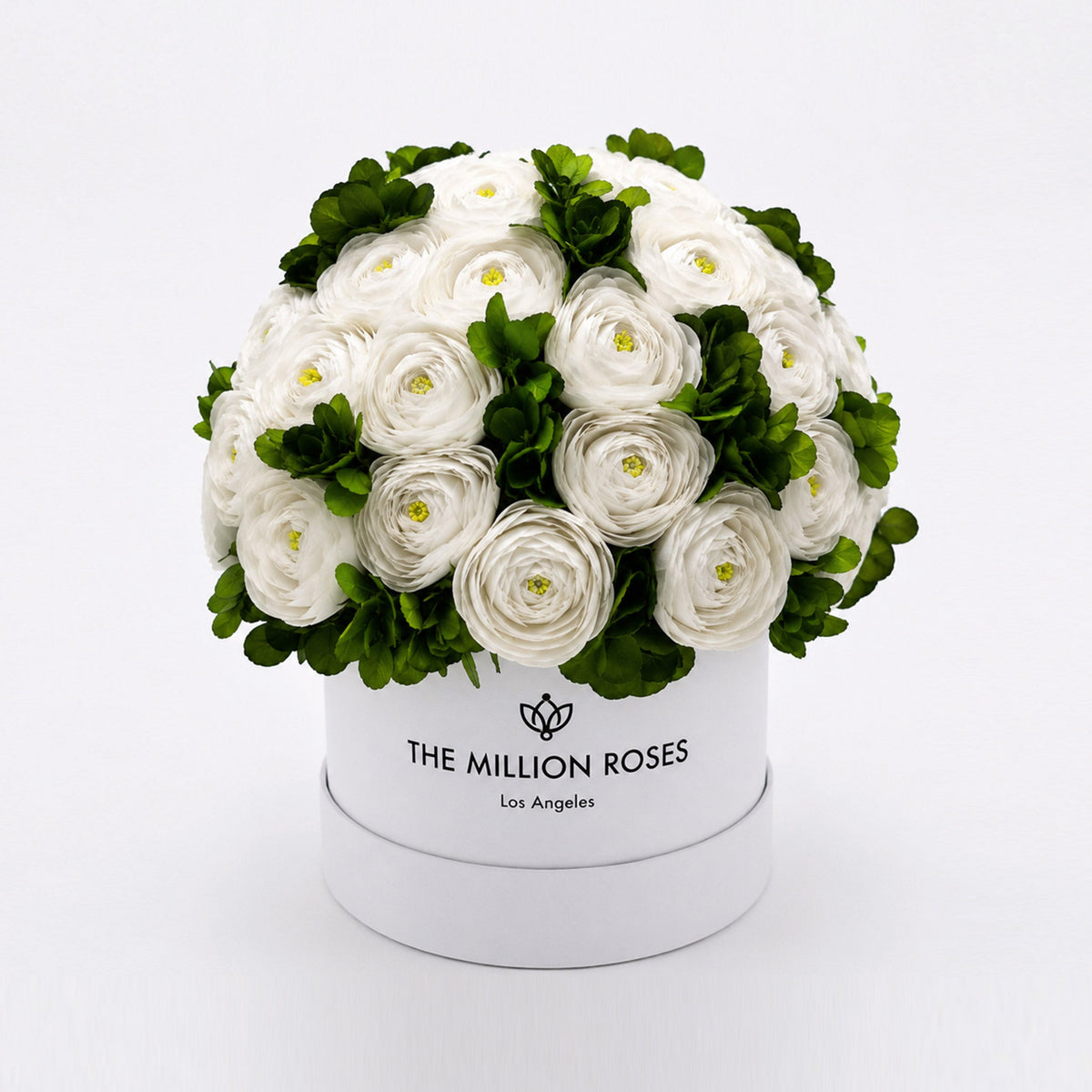 Classic White Box | White Persian Buttercups & Green Hydrangeas